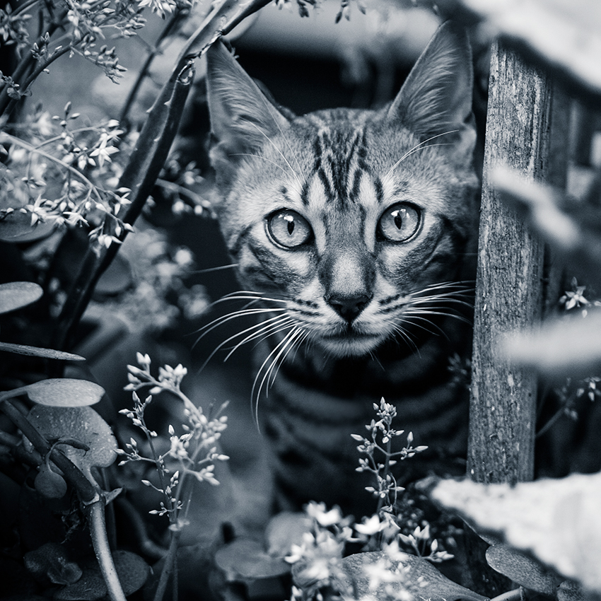 Fenjah, chat du Bengale - Au jardin