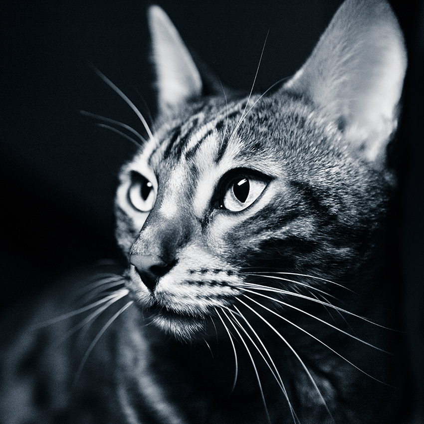 Fenjah, chat du Bengale - Portrait