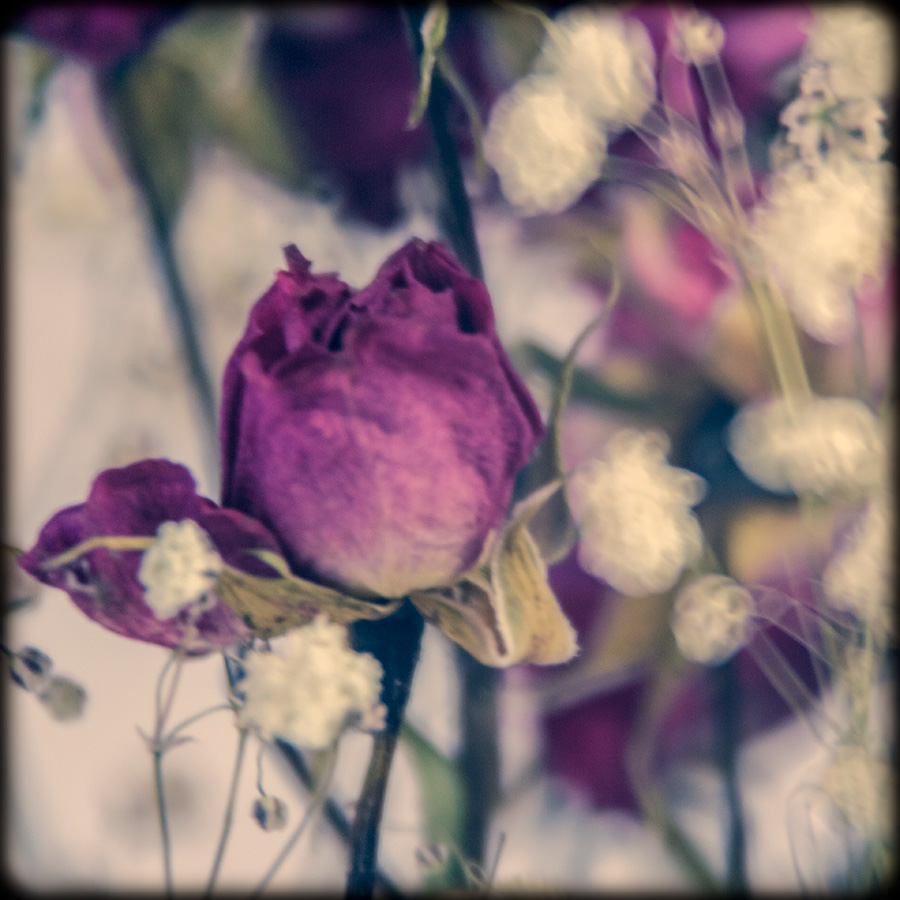 La rose Ultra-violette