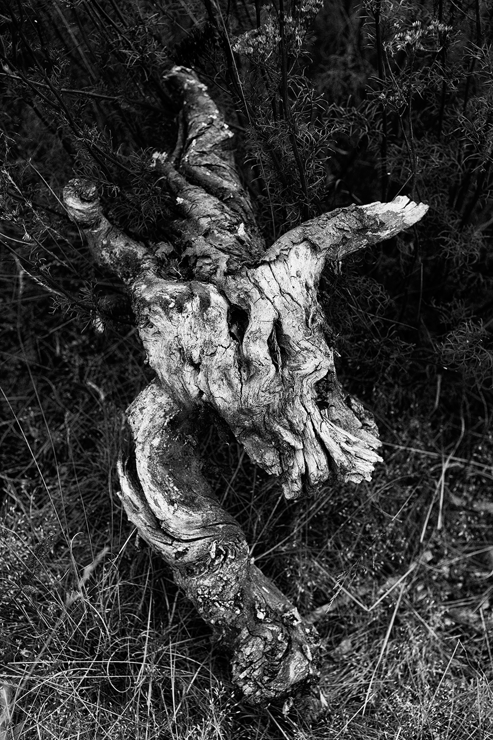 La fin des Licornes - Lozère 2021