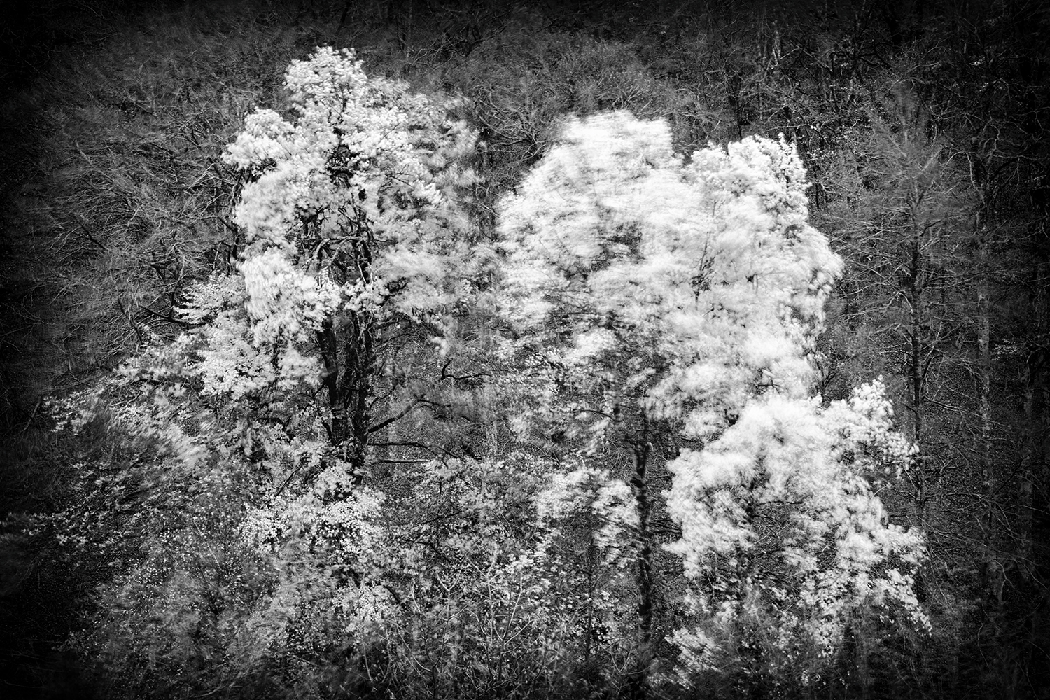 Les indomptables - Cévennes 2017