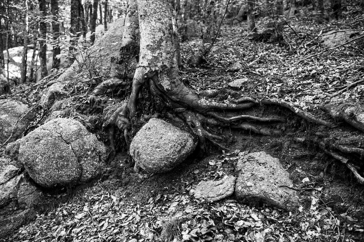 Tisser des liens 2 - Lozère 2020