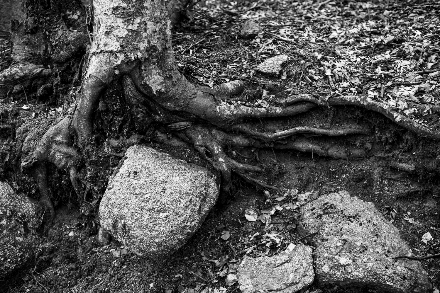 Tisser des liens 3 - Lozère 2020