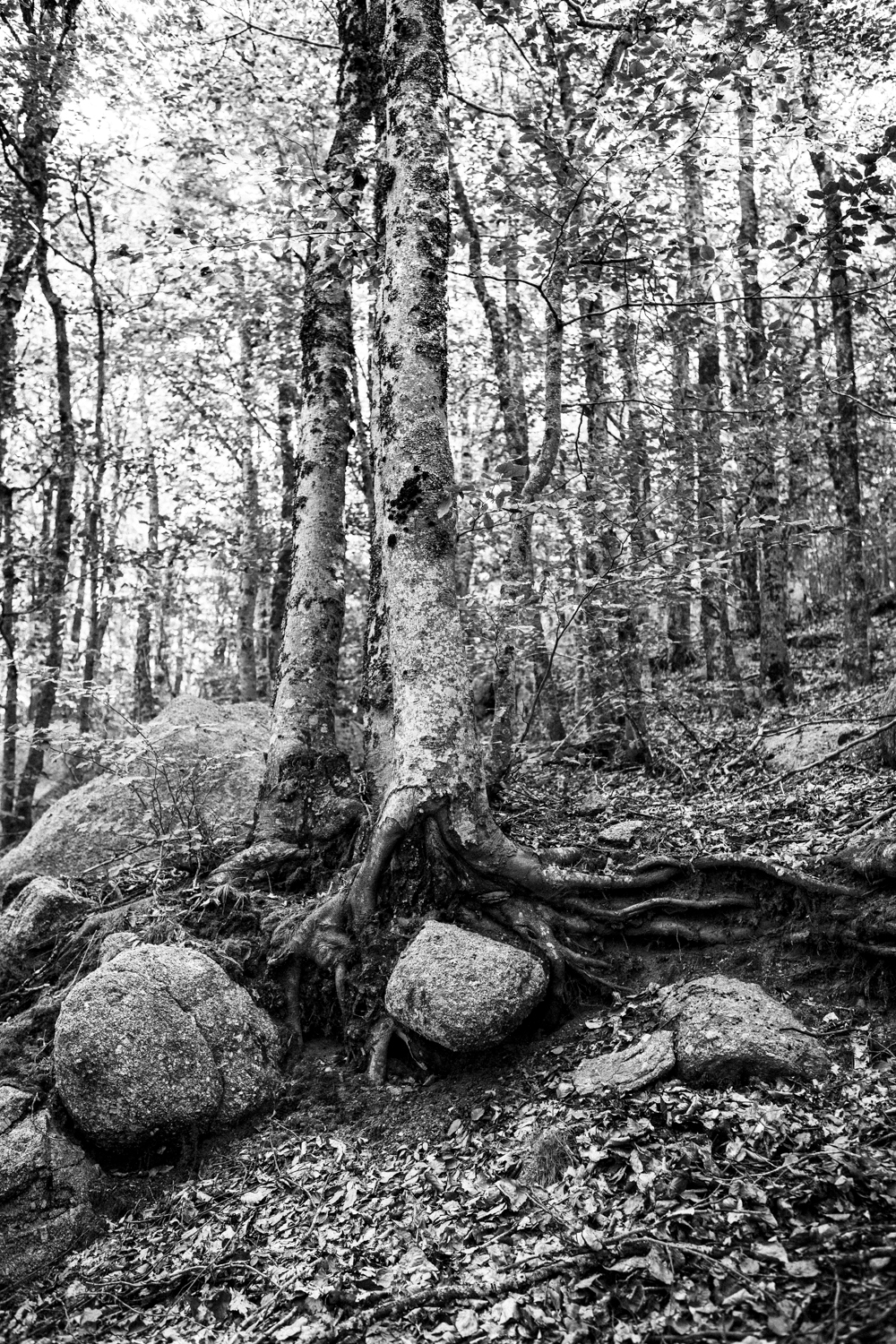 Tisser des liens 1 - Lozère 2020