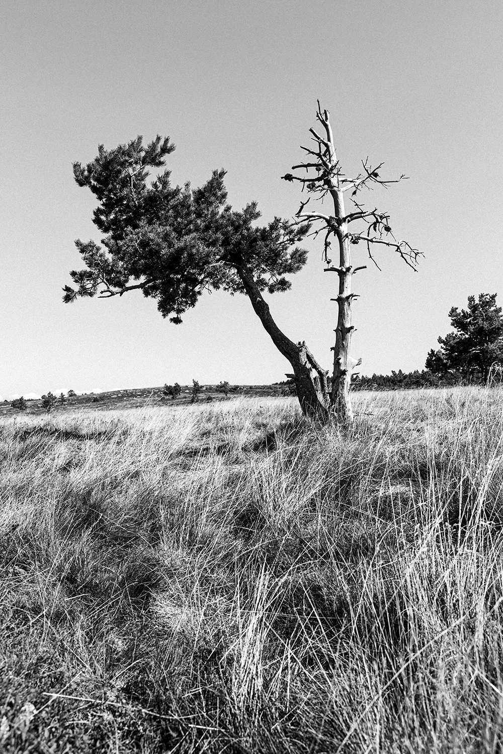 Lozère 2021