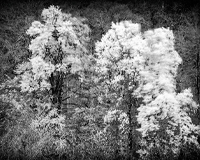 photo de la collection Le chant du monde de Véronique Rivera, Artiste Photographe et Photographe Free Lance à Montpellier